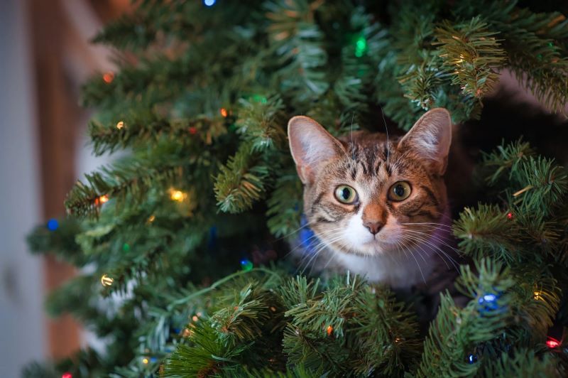 Top Christmas tree Buying Tips